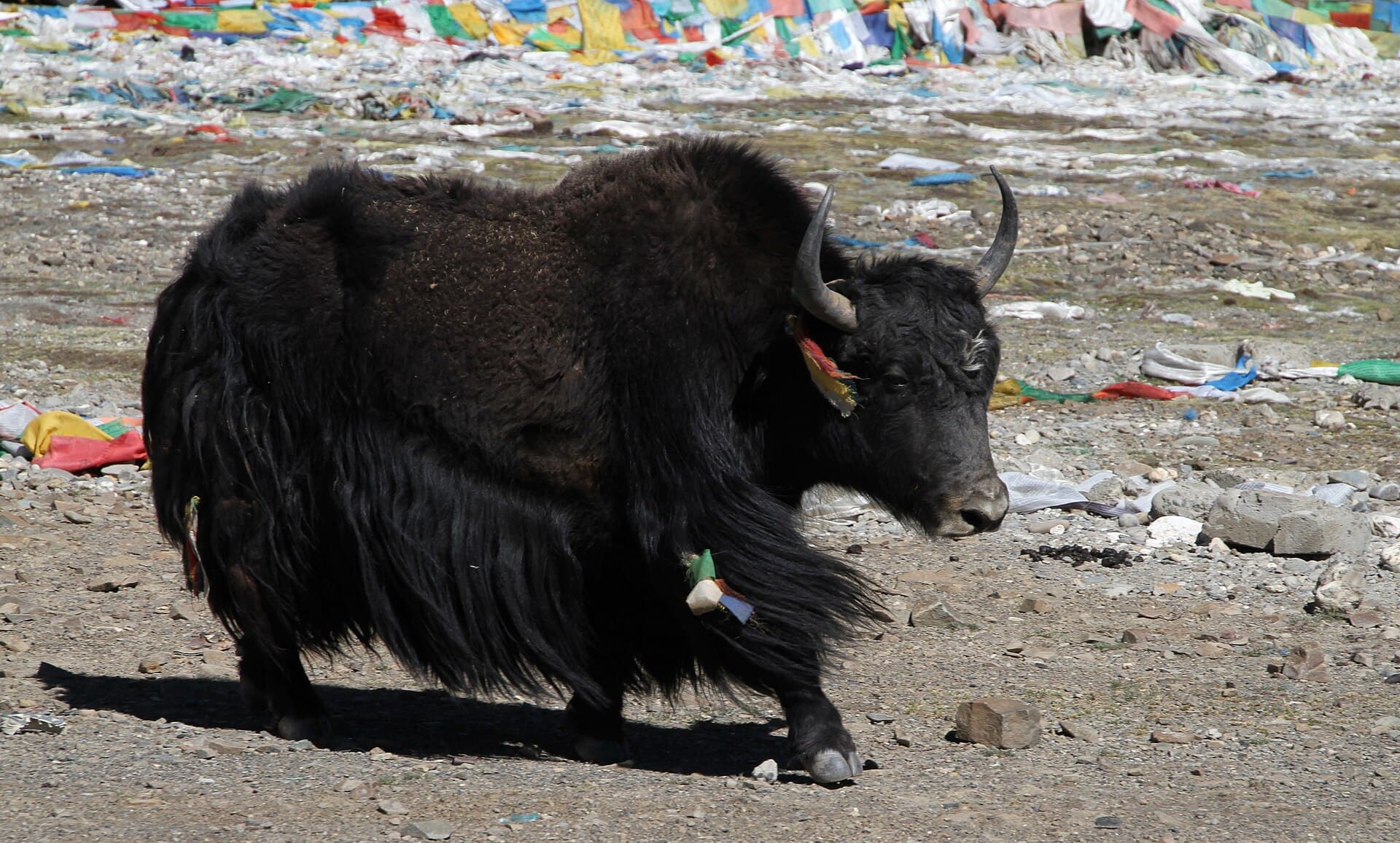 A yak on the Tibetan plateau